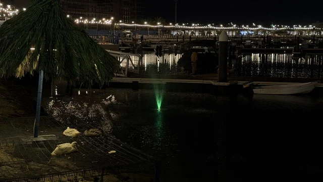 Ducks at Colors of Jubail Waterfront at Night