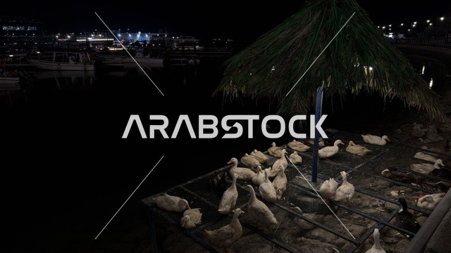 تجمع البط في فعالية ألوان الجبيل ليلاً