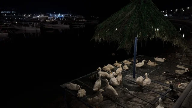 تجمع البط في فعالية ألوان الجبيل ليلاً