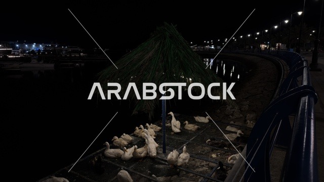 بط أبيض في فعالية ألوان الجبيل بالواجهة البحرية ليلاً