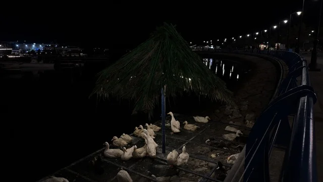 بط أبيض في فعالية ألوان الجبيل بالواجهة البحرية ليلاً