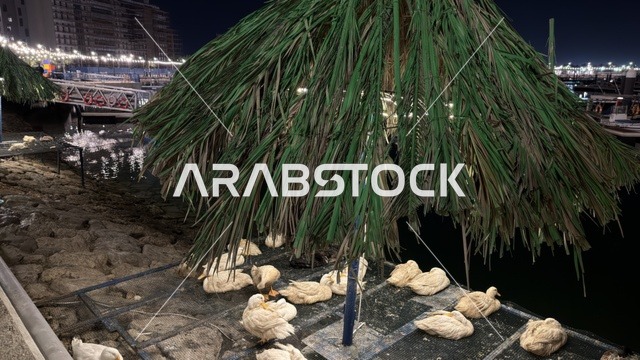 بط تحت مظلة سعف النخيل في ألوان الجبيل ليلاً