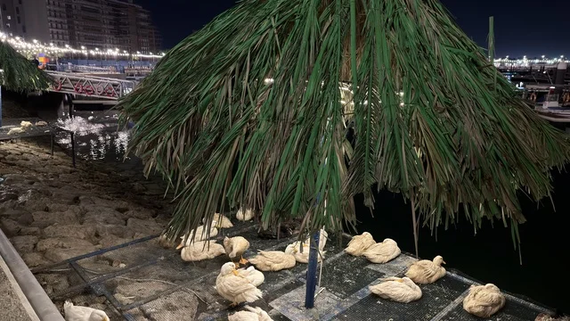 Ducks Under Palm Umbrella at Alwan Al Jubail Night