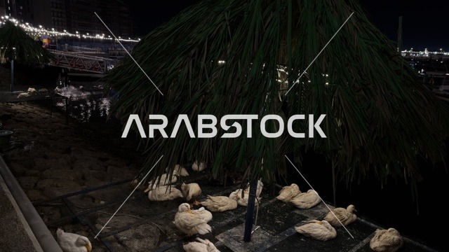 White Ducks at Alwan Al Jubail Festival at Night