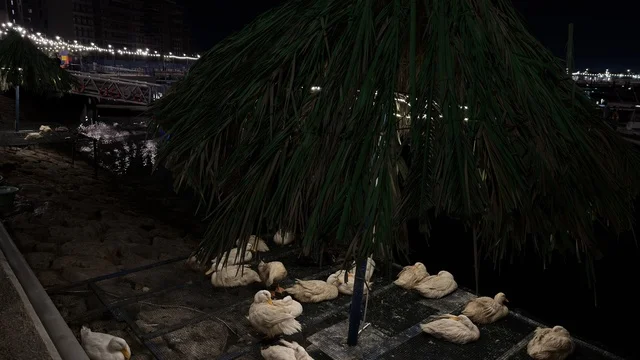 White Ducks at Alwan Al Jubail Festival at Night White Ducks at Alwan Al Jubail Festival at Night