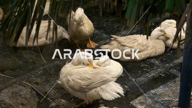 بط أبيض في فعالية ألوان الجبيل بالمملكة العربية السعودية