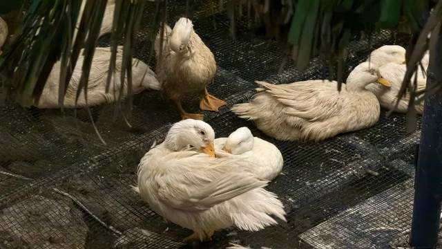 بط أبيض في فعالية ألوان الجبيل بالمملكة العربية السعودية