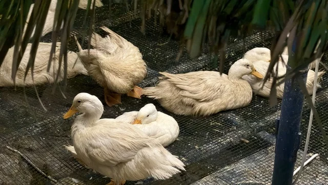 White Ducks at Jubail Colors Event Saudi Arabia