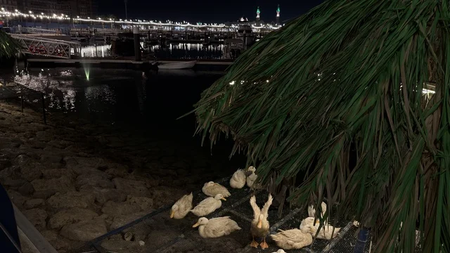 Ducks at Alwan Al-Jubail Festival Waterfront at Night