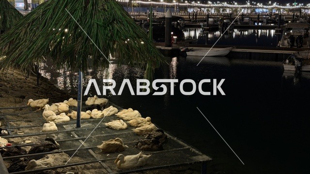 مجموعة من البط في فعالية ألوان الجبيل ليلاً