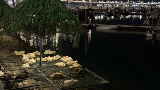 Ducks Resting at Jubail Colors Festival Night Scene