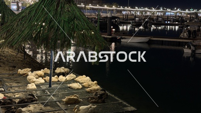Ducks at Alwan Al Jubail Festival Night Waterfront