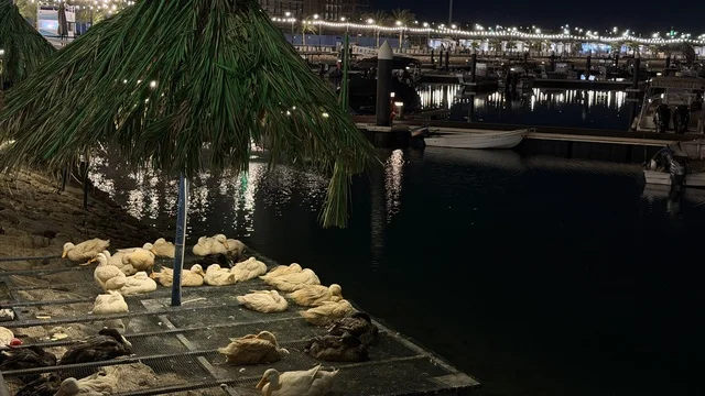 Ducks at Alwan Al Jubail Festival Night Waterfront