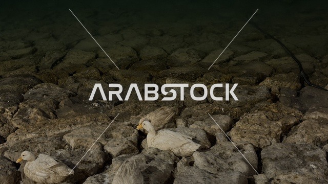 Ducks Resting on Rocks at Al-Jubail Colors Event