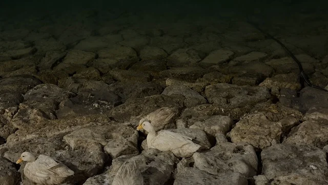 Ducks Resting on Rocks at Al-Jubail Colors Event