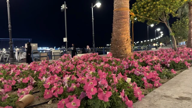Pink Petunias at Alwan Al Jubail Festival Night