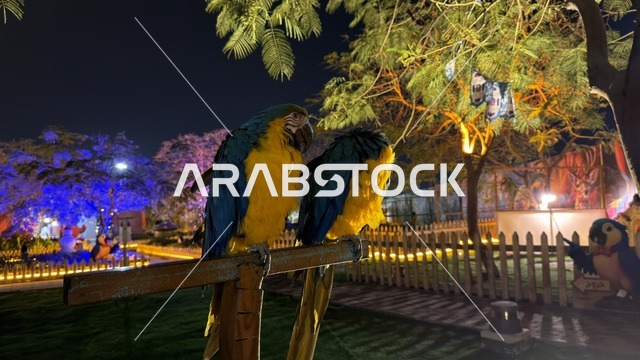 ببغاوات الماكاو في حديقة العجائب بالجبيل ليلاً