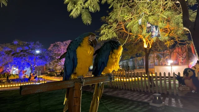 ببغاوات الماكاو في حديقة العجائب بالجبيل ليلاً