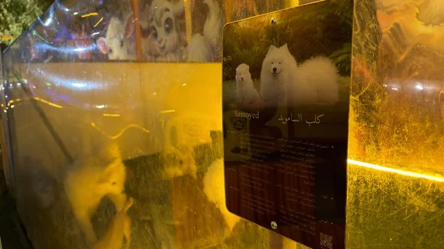 لوحة معلومات كلب السامويد في حديقة العجائب بالجبيل