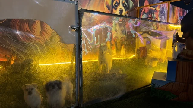 كلاب صغيرة في حديقة العجائب بالجبيل