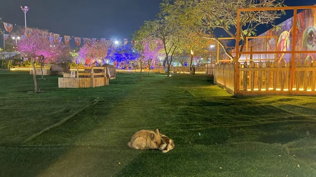 قطة في حديقة العجائب بالجبيل مع إضاءة ليلية