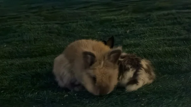 أرانب في حديقة العجائب بالجبيل على العشب