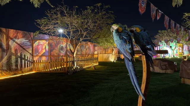 ببغاوات المكاو في حديقة العجائب بالجبيل ليلاً