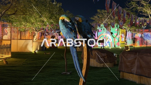 طيور ببغاء المكاو الملونة في حديقة العجائب بالجبيل ليلاً