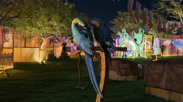 طيور ببغاء المكاو الملونة في حديقة العجائب بالجبيل ليلاً