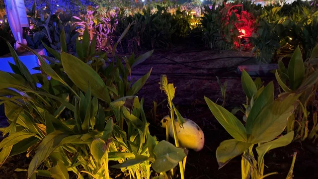 حديقة العجائب الجبيل نباتات وأضواء ملونة ليلاً