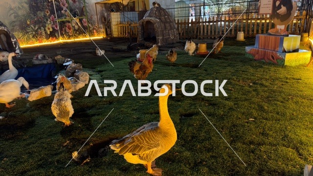 الإوز والطيور في حديقة العجائب بالجبيل ليلاً