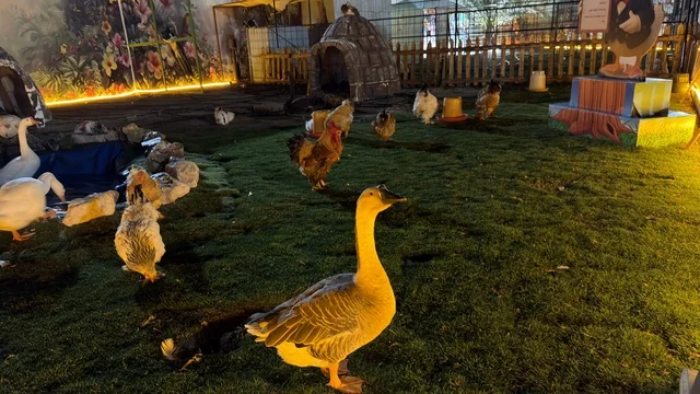 الإوز والطيور في حديقة العجائب بالجبيل ليلاً