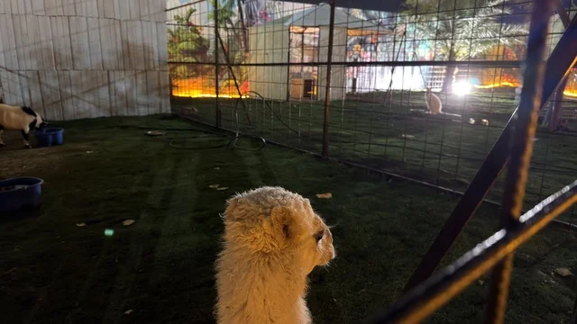 حيوان الألباكا في حديقة العجائب بالجبيل ليلاً