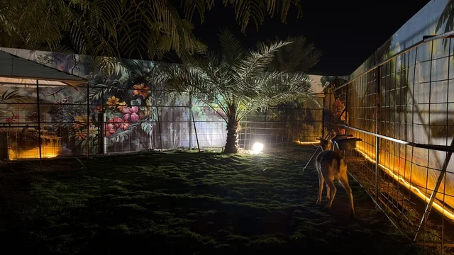 غزال في منطقة مسيجة بحديقة العجائب الجبيل ليلاً