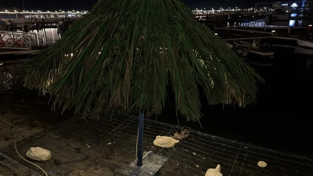 منظر ليلي لفعالية ألوان الجبيل على الممشى البحري في المملكة العربية السعودية. تضيء حبال الزينة الممشى المخصص للمشاة بجانب المباني السكنية الحديثة وأشجار النخيل.