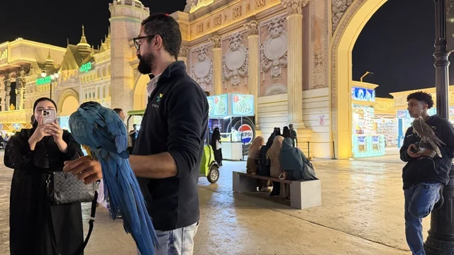 ببغاء مكاو في القرية العالمية بدبي ليلاً