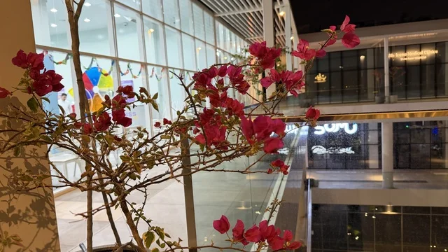 Red Bougainvillea Flowers Near Modern Commercial Building Red Bougainvillea Flowers Near Modern Commercial Building