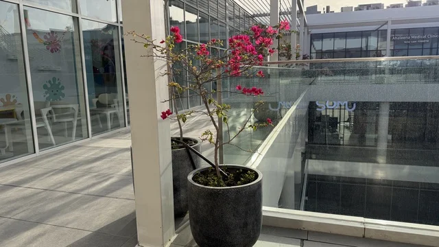 نبات الجهنمية في حوض على شرفة مبنى حديث