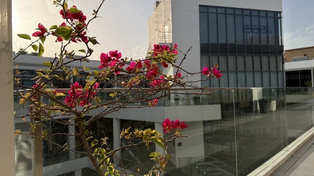 Pink Bougainvillea on Modern Urban Rooftop Terrace