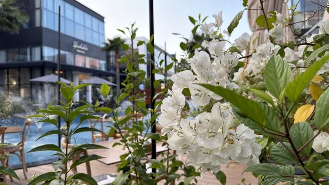 أزهار الجهنمية البيضاء في ساحة خارجية حديثة