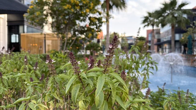 حديقة حضرية مع نافورة وتنسيق حدائق خارجي