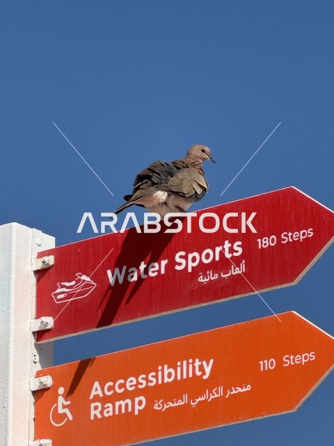 حمامة على لوحة إرشادية في قطر سماء زرقاء صافية