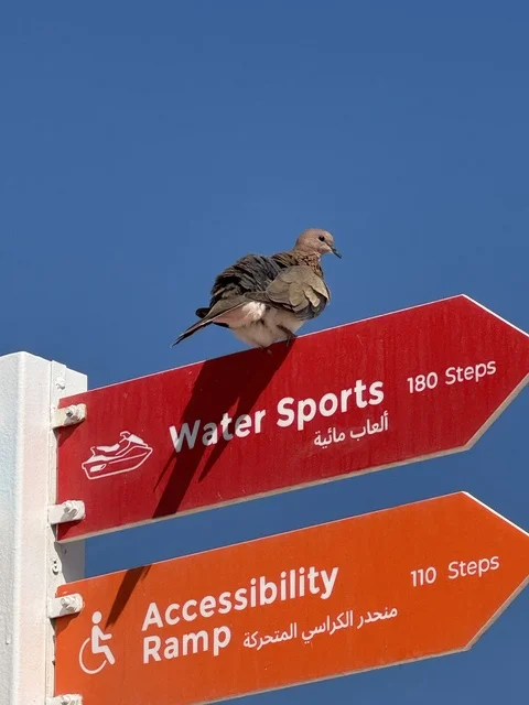 Dove on Directional Sign in Qatar Clear Blue Sky