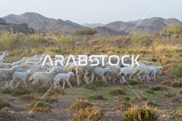 قطيع أغنام يرعى في ريف المدينة المنورة بالسعودية