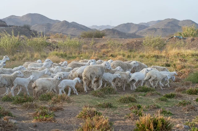 قطيع أغنام يرعى في ريف المدينة المنورة بالسعودية