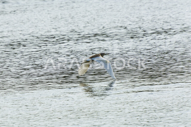 Close-up of Fatima on the seashore in Jeddah, Saudi Arabia, Tern, flying over the sea, Bird of Fatima, Jeddah sea shores, landscapes in Saudi Arabia