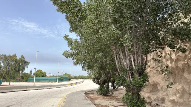 طريق الدمام مع الأشجار والمنحدر الصخري في النهار