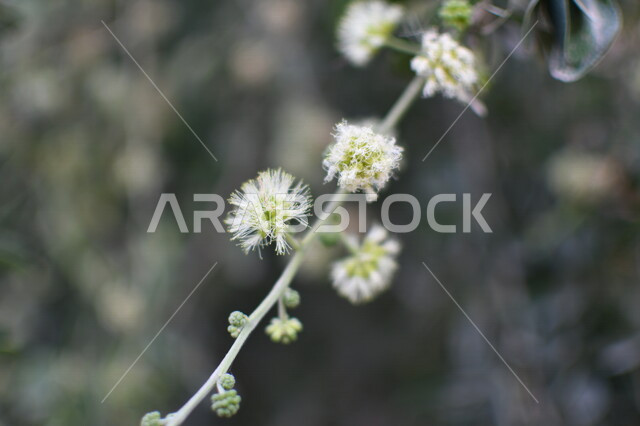 Close-up of Burmese flowers on a flowering sage tree, nature background, boughs of sage tree, planting flowering trees in Saudi Arabia