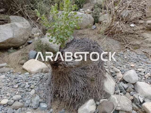 Dry Palm Tree Trunk in Al Bahah Saudi Arabia