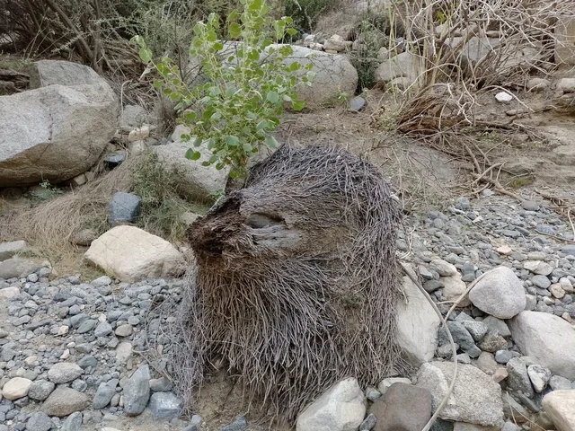 جذع نخلة جاف في منطقة الباحة السعودية